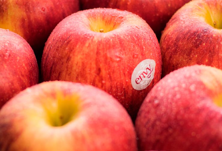 MANZANA ENVY 1 KG